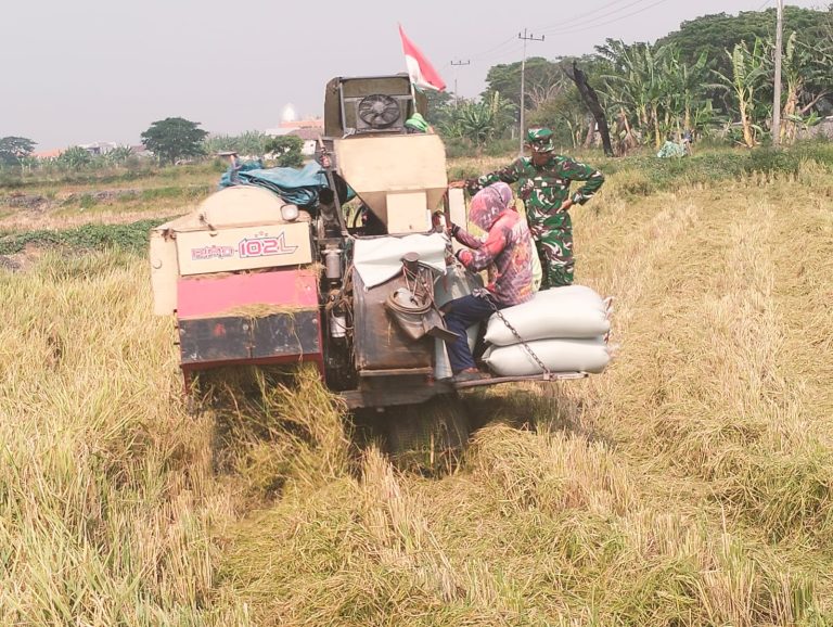 Ketahanan Pangan Diperkuat, Babinsa 0812/20 Karangbinangun Dampingi Petani Panen Padi